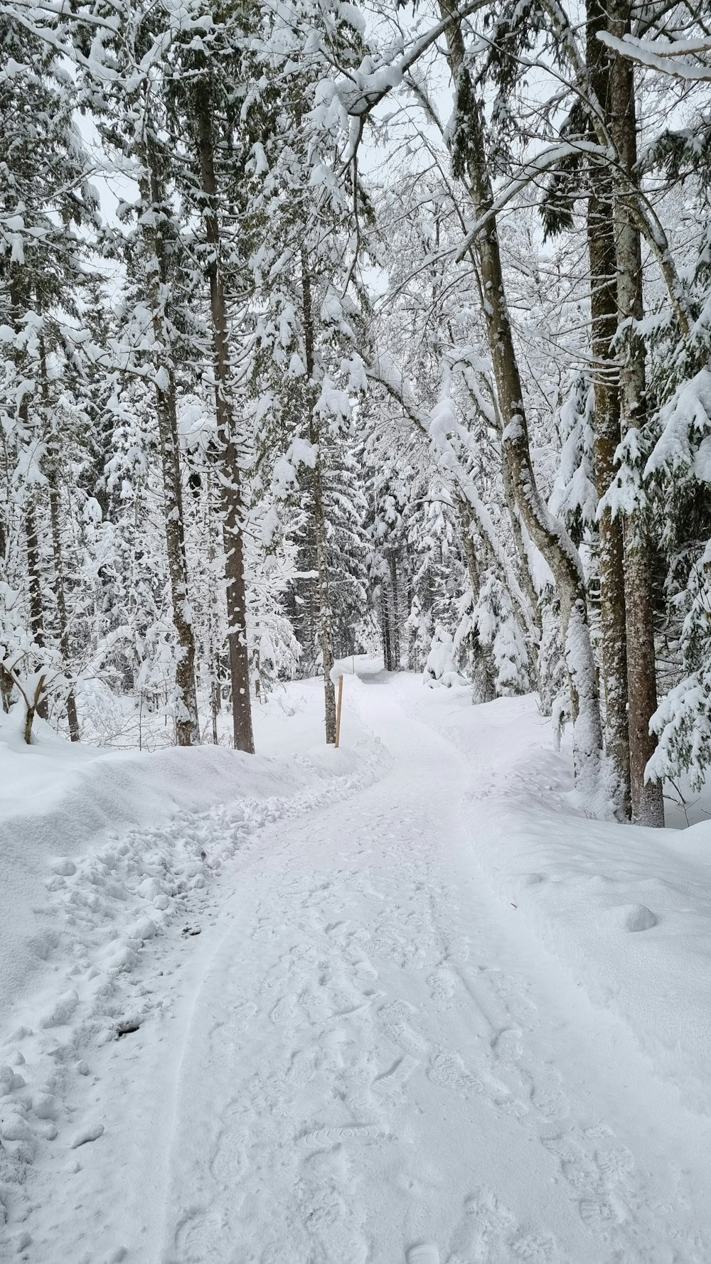 a snow covered road in the middle of a forest