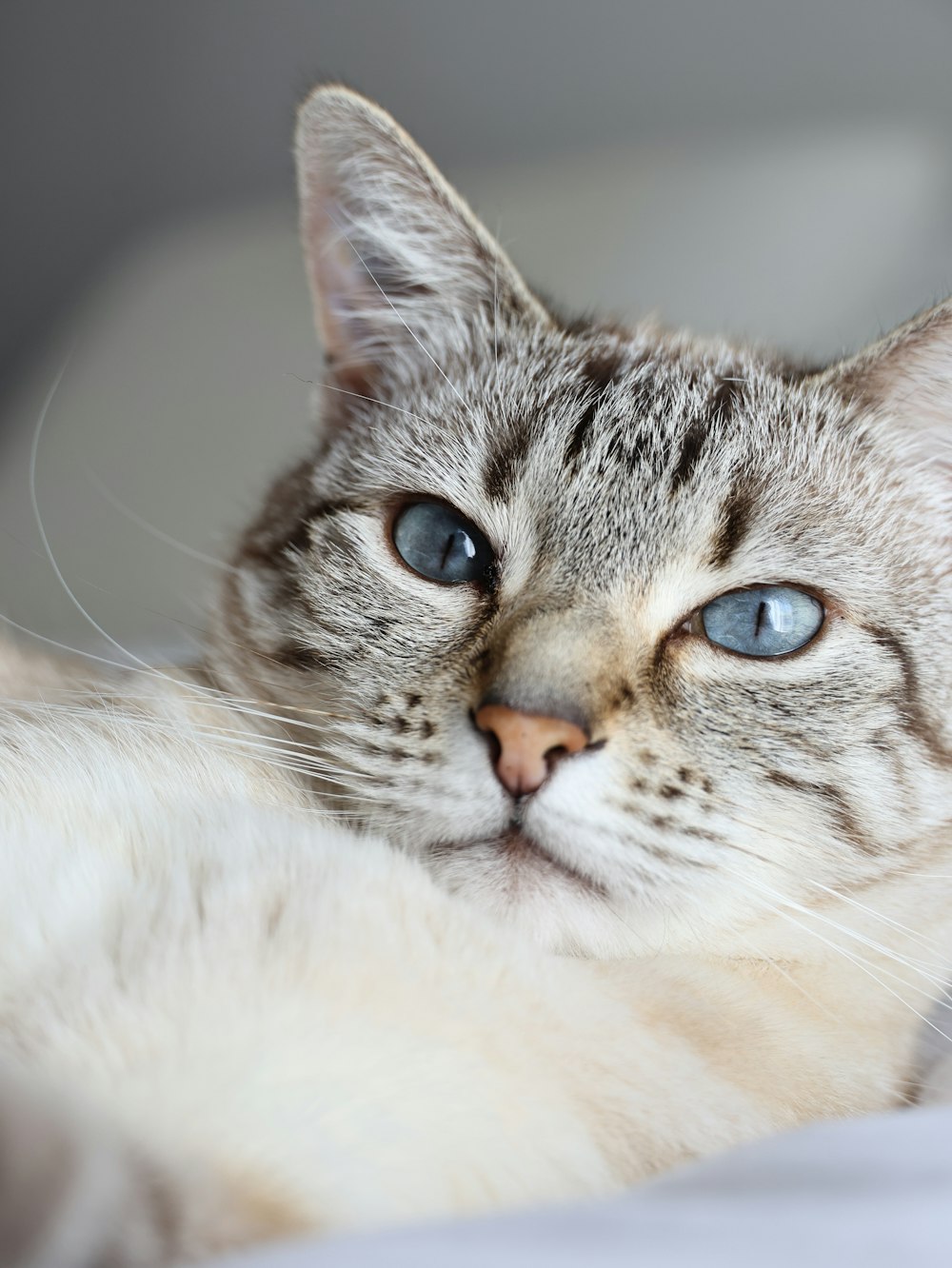 a close up of a cat laying on a bed