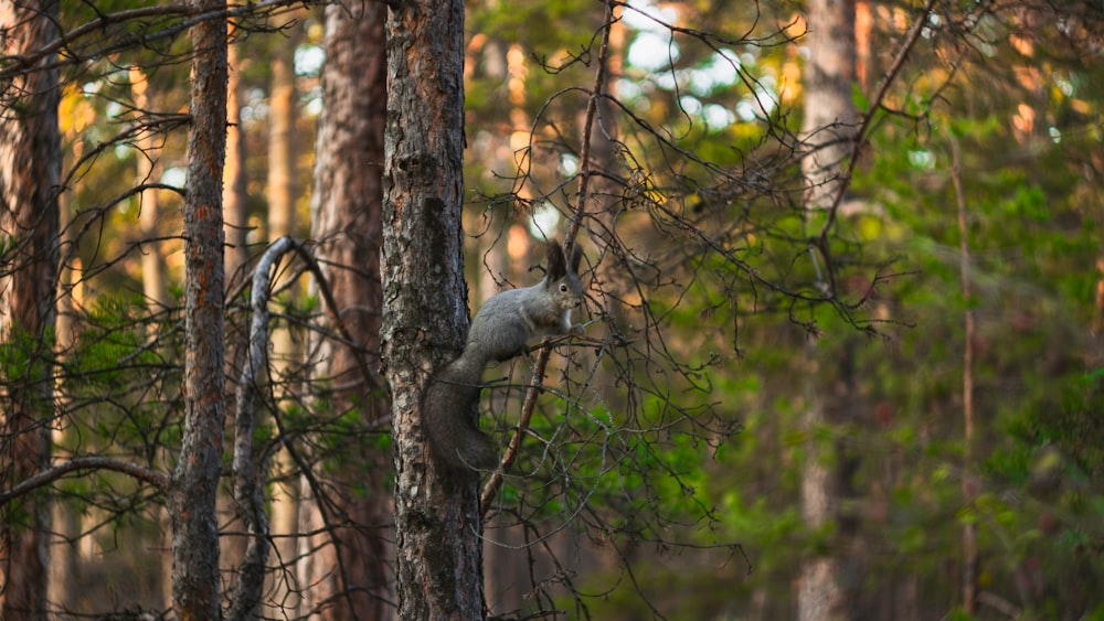 a squirrel sitting on a tree branch in a forest