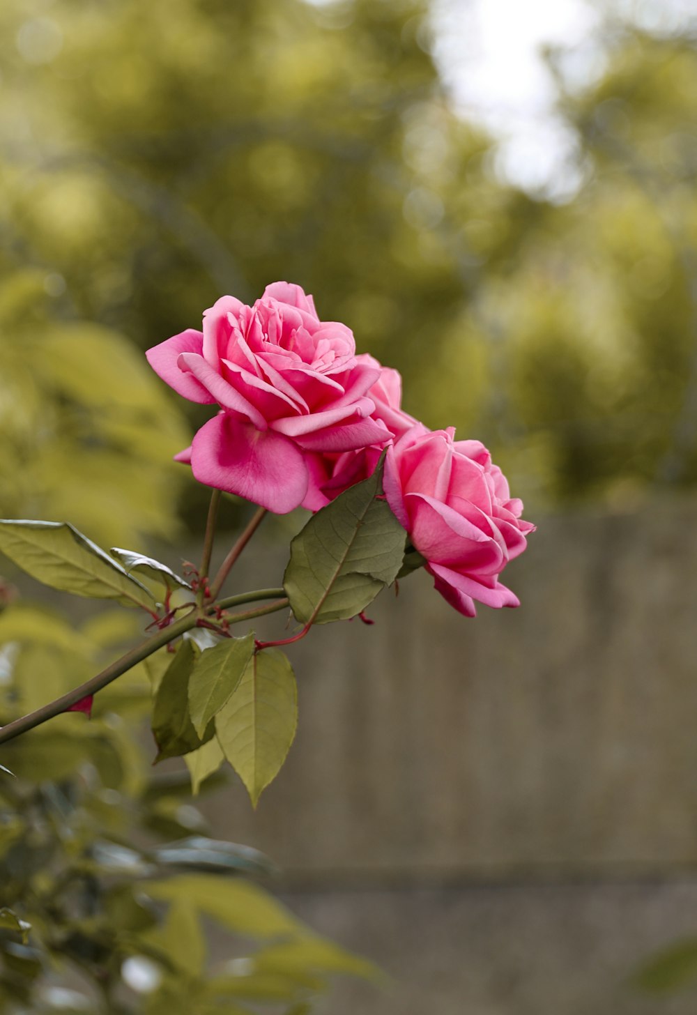 a pink rose that is blooming on a branch