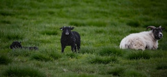 Three sheep are situated on a lush green field. Two of them are black, with one standing and the other lying down, while the third sheep is white with large curved horns, lying on the grass.