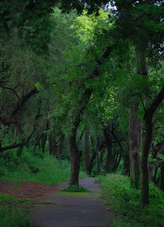 A serene green forest path symbolizing sustainable work and environmental care in Indonesia.