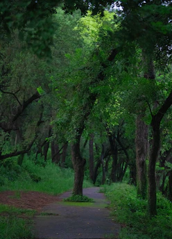 A serene green forest path symbolizing sustainable work and environmental care in Indonesia.