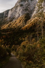 A serene Rocky Mountain forest with vibrant autumn foliage.