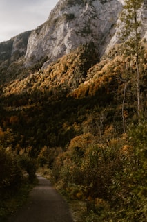 A serene Rocky Mountain forest with vibrant autumn foliage.