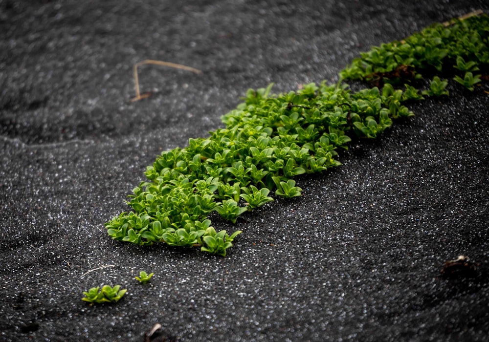 黒い表面に緑の植物のクローズアップ