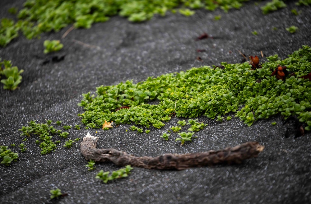 a snake is laying on the ground covered in moss