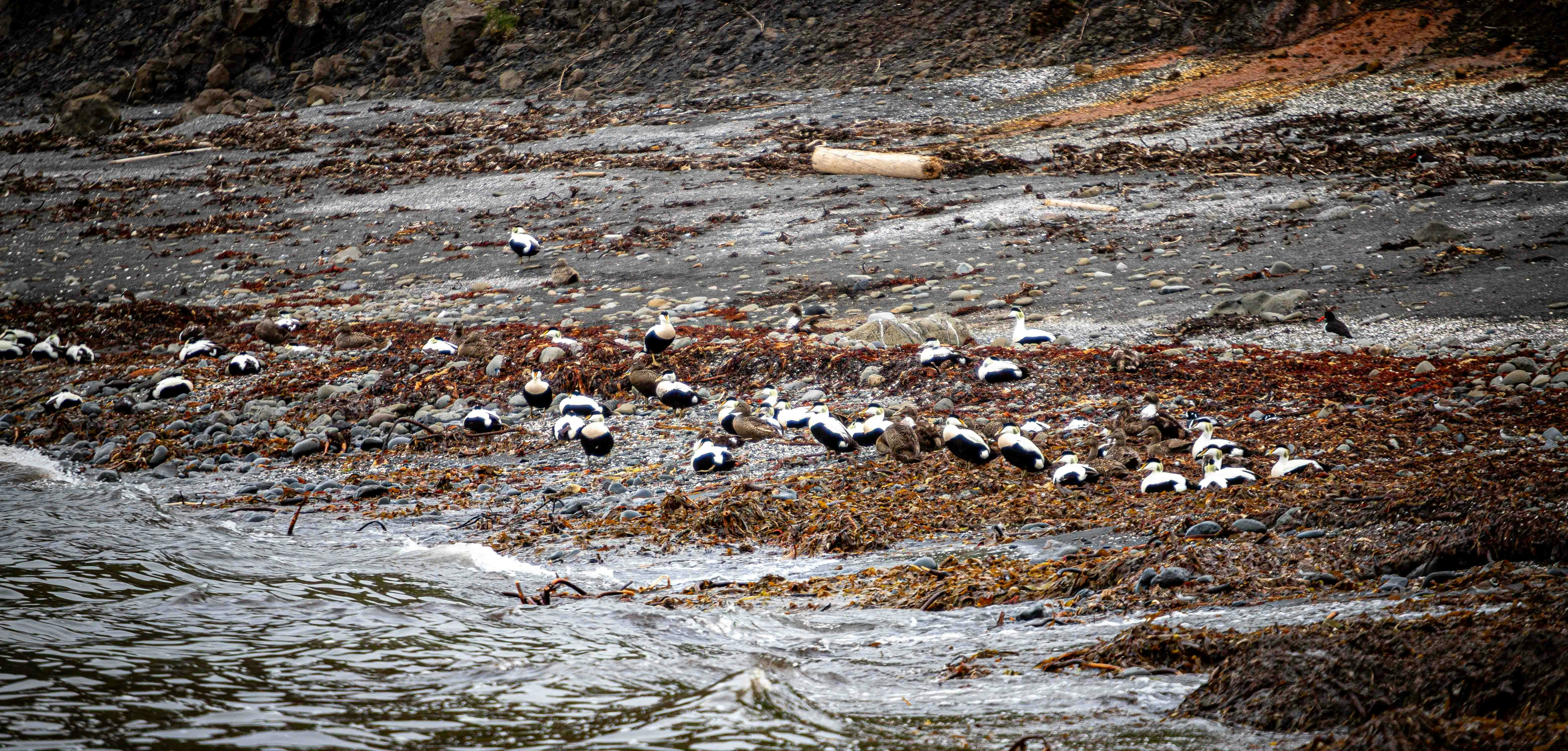 a bunch of birds that are standing in the water, A flock of eider ducks and other seabirds gathered on a rocky shore, strewn with seaweed and pebbles, coastal wildlife, bird habitat, marine birds, natural gathering, avian community, shorebirds, seabird colony, wildlife photography, marine ecosystem, coastal environment, bird watching, nature, natural world, outdoor, aquatic birds, foraging, survival, biodiversity, conservation, wild animals, coastal scene, bird life, natural habitat.