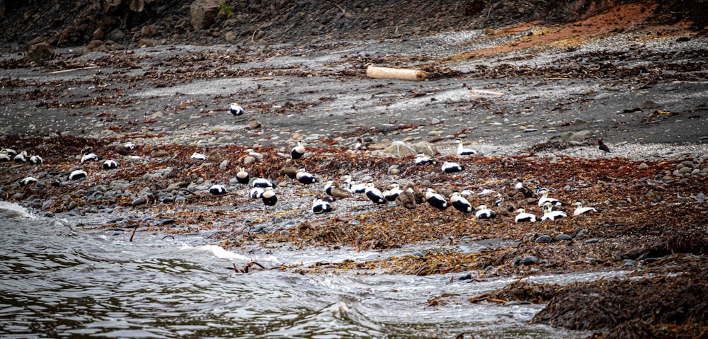 a bunch of birds that are standing in the water