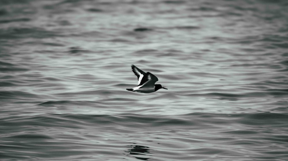 a black and white photo of a bird flying over the ocean