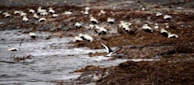 A panoramic view of Isla Isabel’s rocky coastline with seabirds flying overhead.