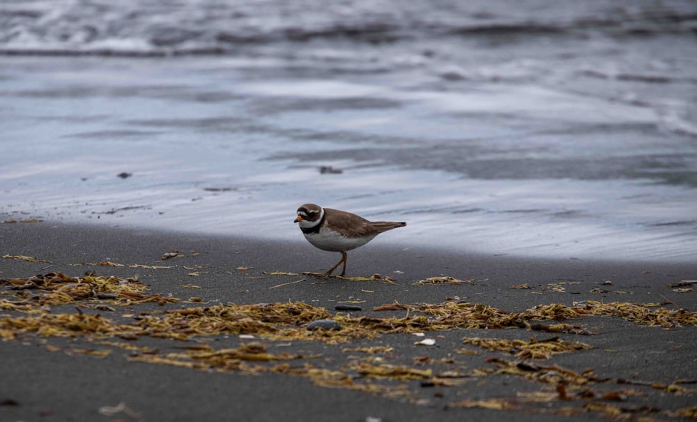 a small bird standing on top of a sandy beach