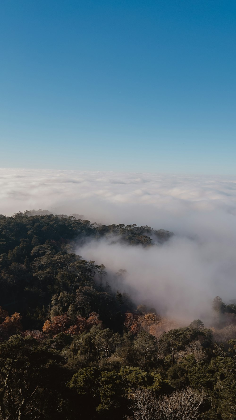 a view of a forest covered in clouds