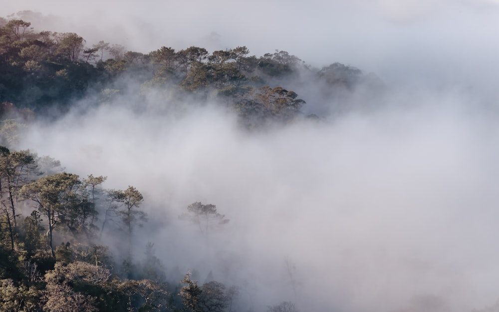 a foggy forest with trees in the foreground