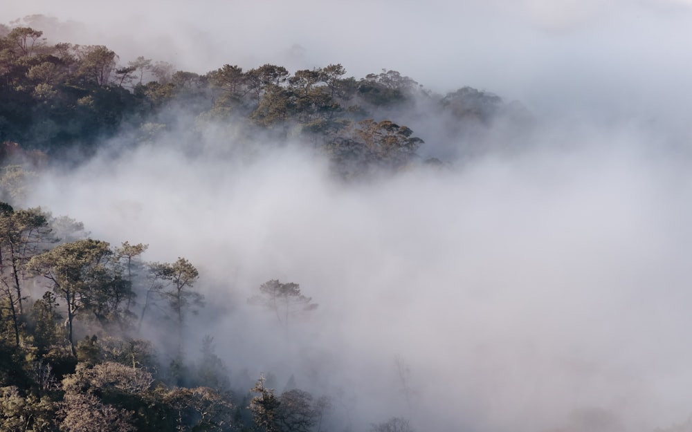 una foresta nebbiosa con alberi in primo piano