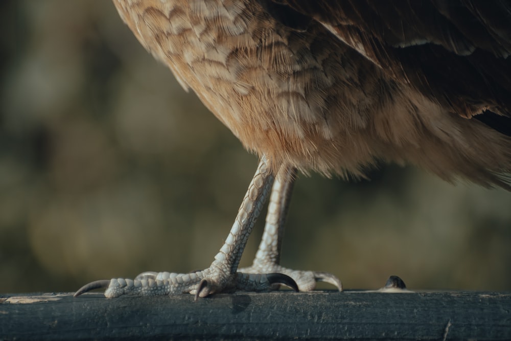 a close up of a bird standing on a piece of wood