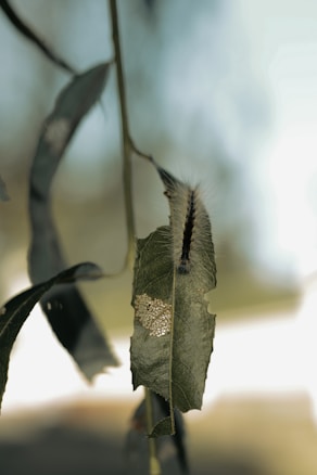 A close-up of a caterpillar on a green leaf, with a cluster of small, round eggs attached to the leaf's surface. The background is blurred, focusing attention on the detailed textures of the caterpillar and leaf.