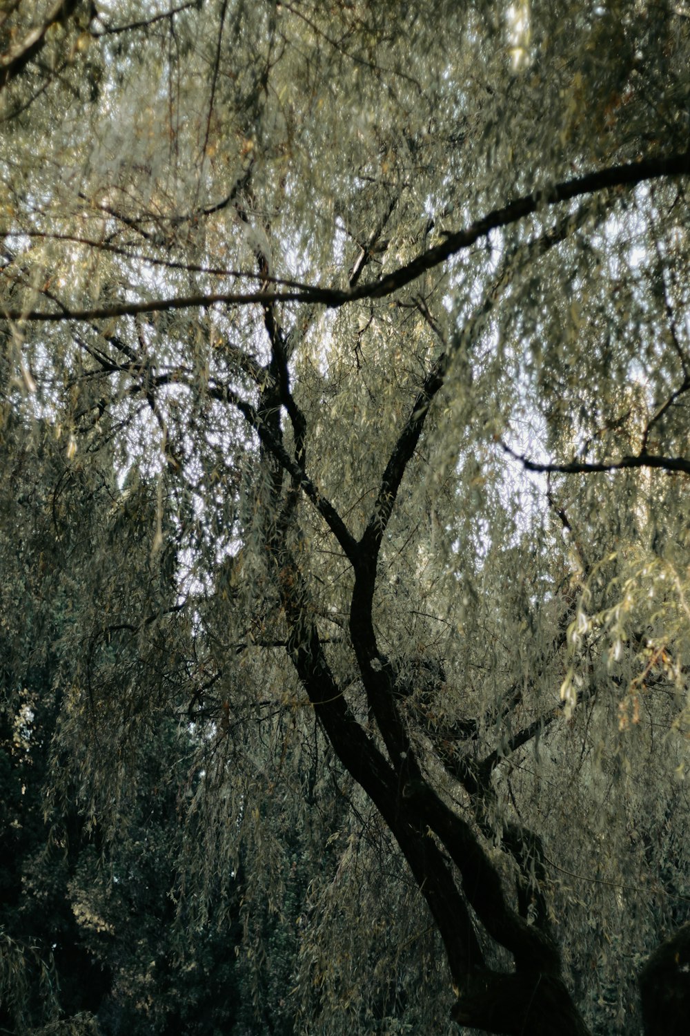 a bench under a canopy of trees in a park