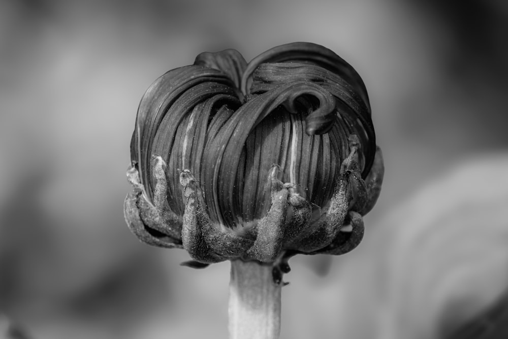 a black and white photo of a flower bud