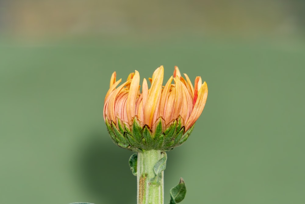 a yellow and orange flower with a green stem