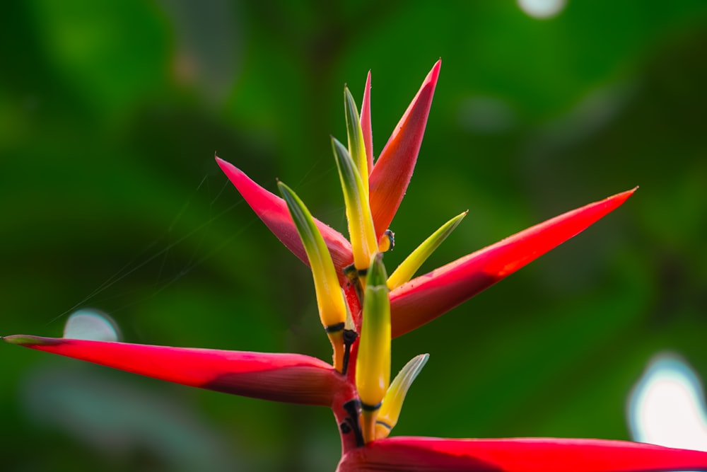 un fiore rosso e giallo con foglie verdi sullo sfondo