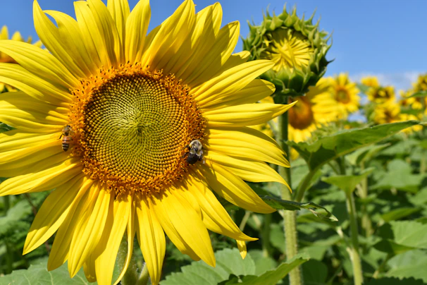 Bees busily working on a vibrant sunflower in a sunny regional field.