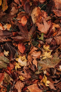 A collection of colorful leaves scattered on the ground.