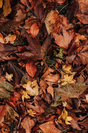 A collection of colorful leaves scattered on the ground.