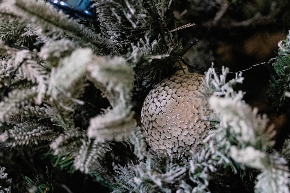 a close up of a christmas tree with a ball on it