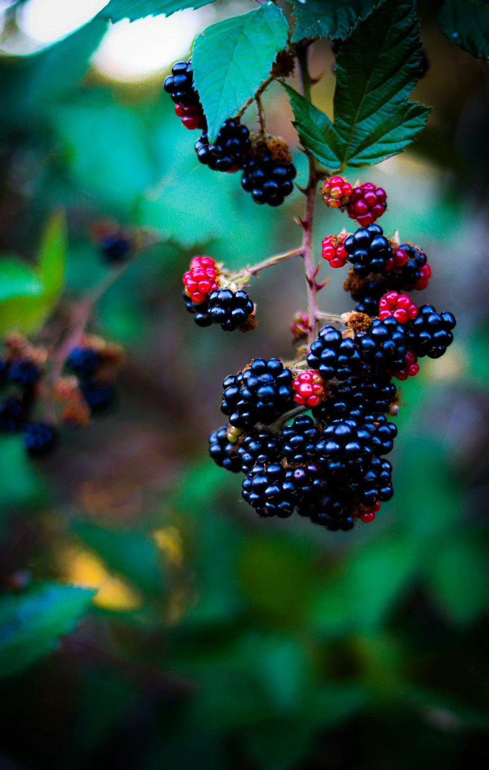 a bunch of berries hanging from a tree