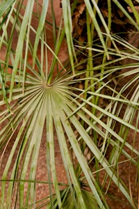 Bamboo Rib Folding Fans