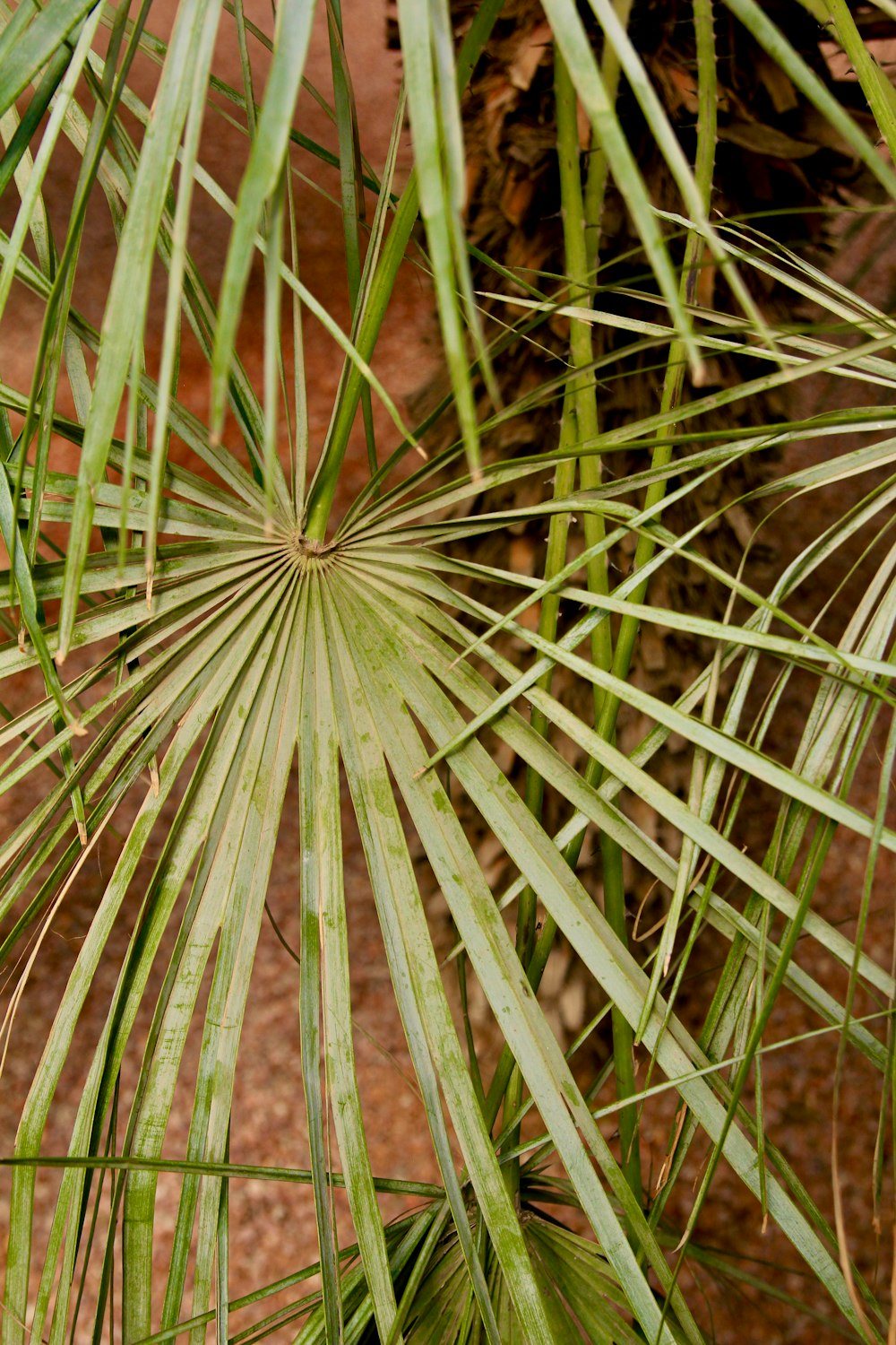 a close up of a palm tree with green leaves