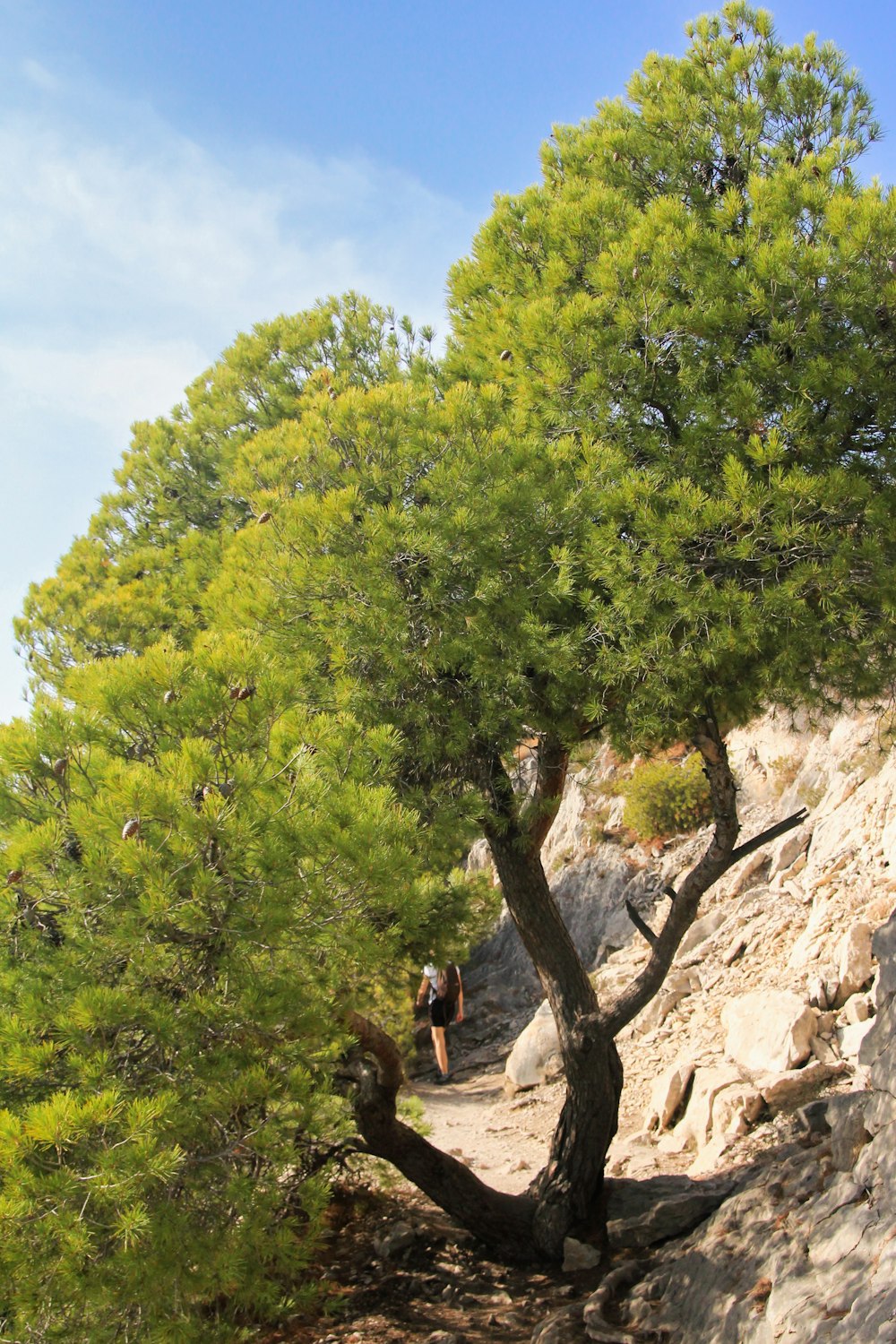 a person climbing up a rocky hill next to a tree