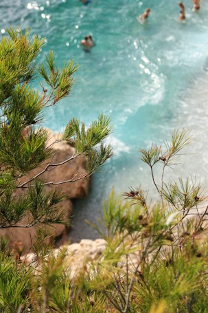 A view through green pine branches reveals a group of people swimming in clear turquoise water. The water is gently lapping against rocks, creating a serene seaside atmosphere. Sunlight sparkles on the surface of the water, enhancing its bright, refreshing appearance.