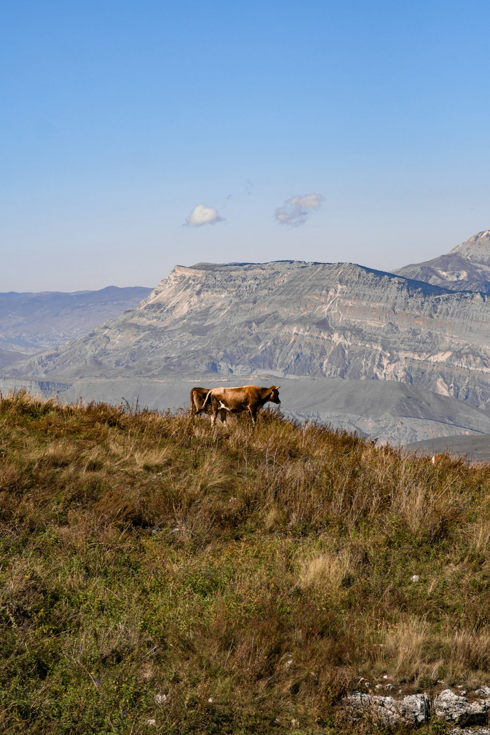 a couple of cows standing on top of a grass covered hill
