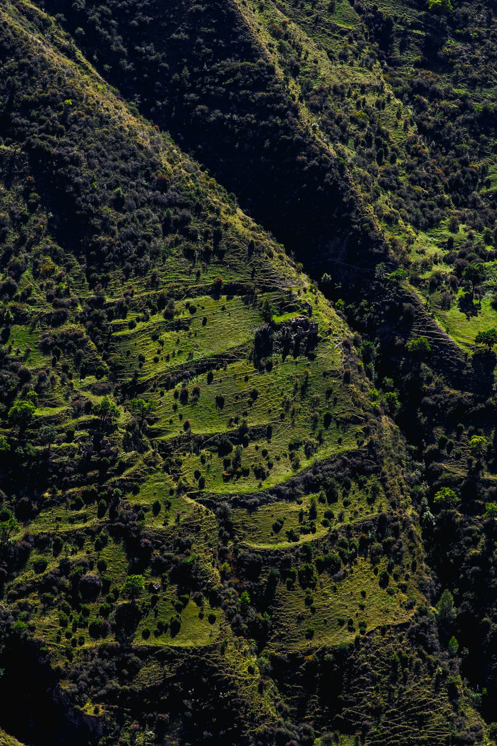 a lush green hillside covered in lots of trees