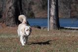 A happy golden retriever running through a green meadow under a clear blue sky