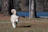 A happy golden retriever wagging its tail during a sunny walk in a leafy Leawood neighborhood.