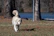 A happy golden retriever wagging its tail during a sunny walk in a leafy Leawood neighborhood.