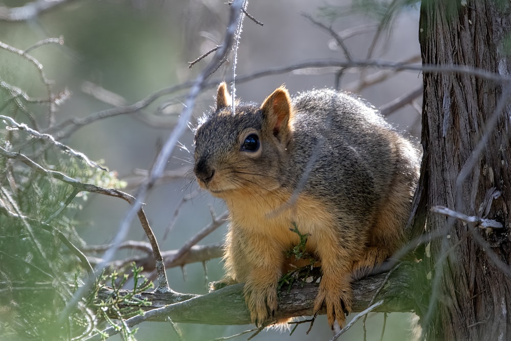 a squirrel is sitting on a tree branch