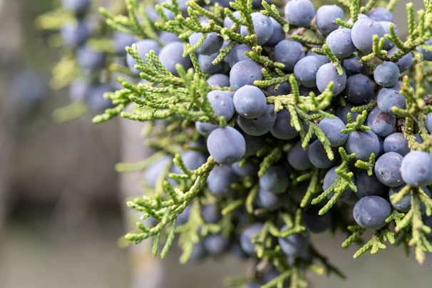 Close-up of ripe blueberries freshly picked from Grupo Primavera's vineyard.