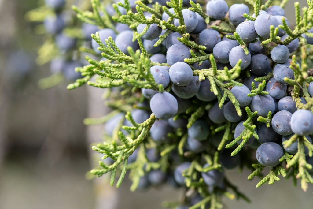 Super Berries Flower