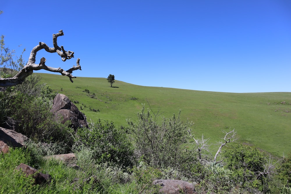 uma árvore que está sentada no topo de uma colina