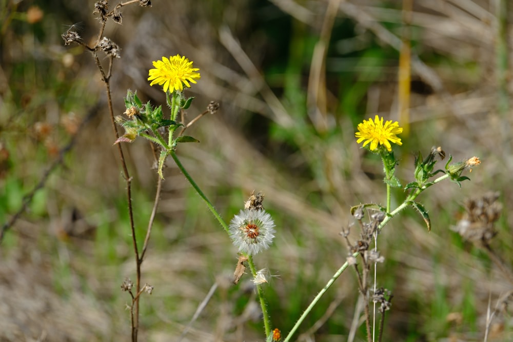 a couple of yellow flowers sitting on top of a lush green field