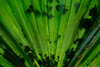 A close-up of a tropical plant with intricate leaf patterns.