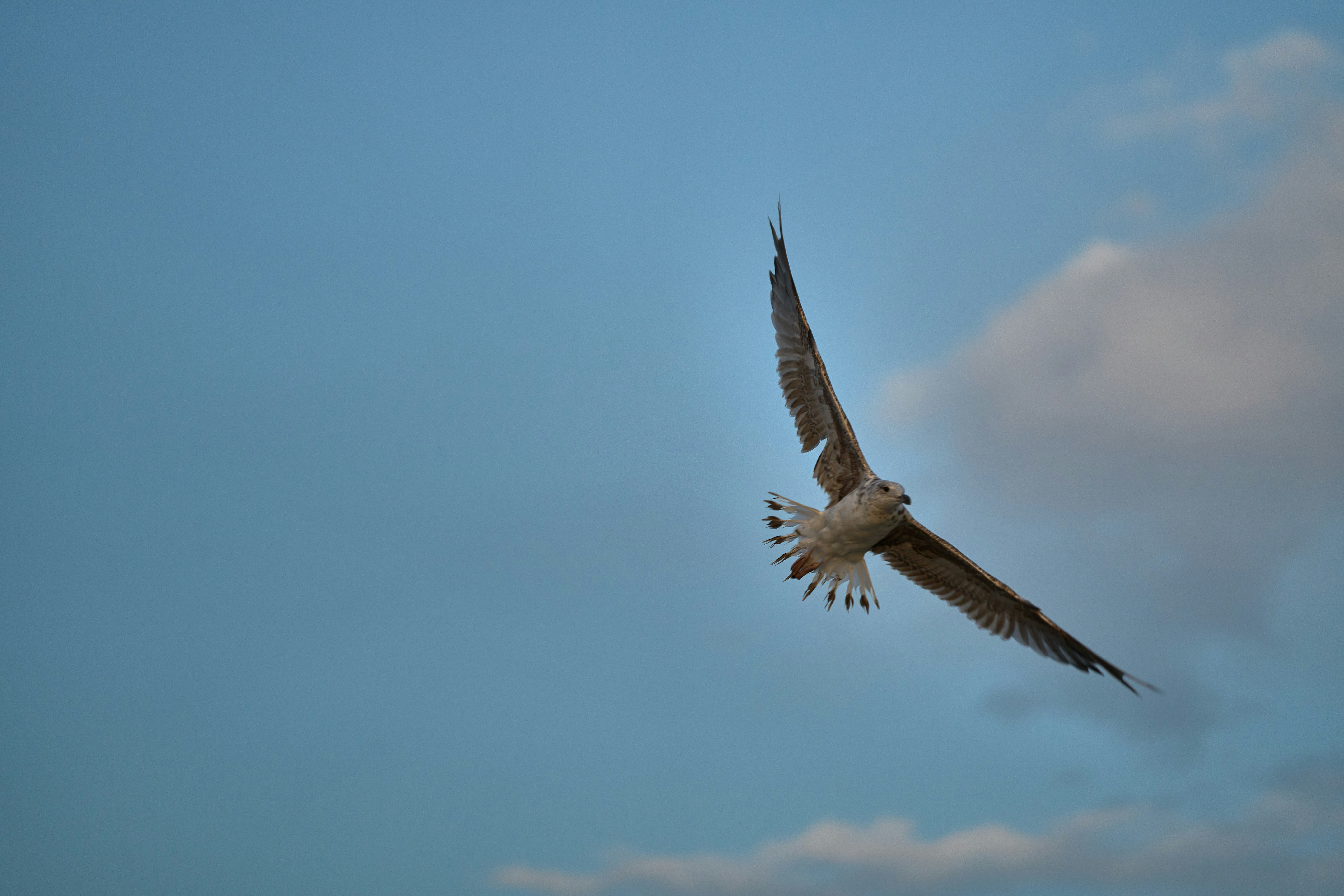 Photo by wolfgang_hasselmann