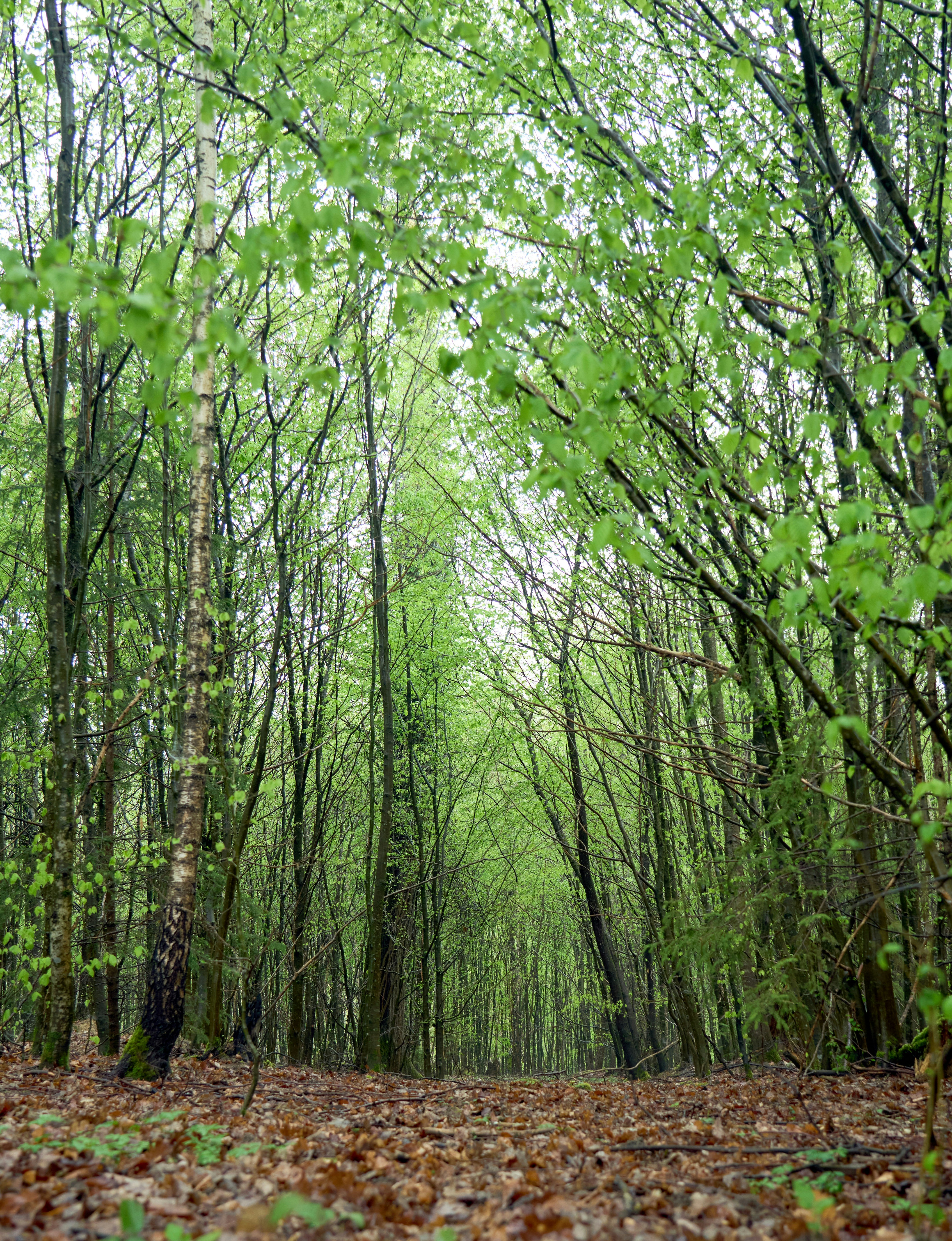 Photo by wolfgang_hasselmann