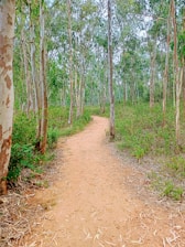 A dirt path winding through a dense forest of tall eucalyptus trees with peeling bark. Lush green foliage surrounds the path, creating a serene and natural environment.