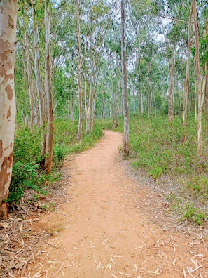 A winding forest path disappearing into dense Australian bushland.