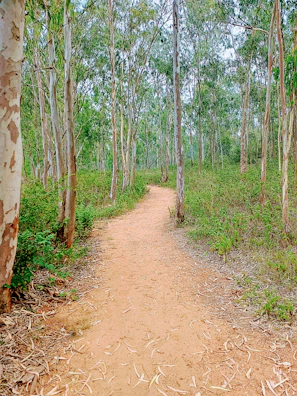 A winding trail through lush eucalyptus forest in Tasmania’s wilderness.